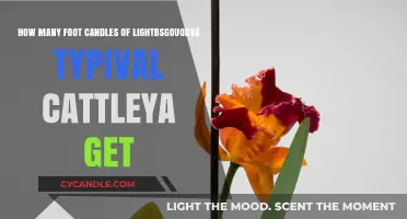 Optimal Foot Candles for Healthy Cattleya Orchid Growth and Blooming