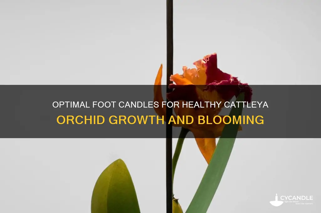 how many foot candles of lightbsgouodva typival cattleya get