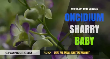 The Perfect Lighting for Oncidium Sharry Baby Orchids