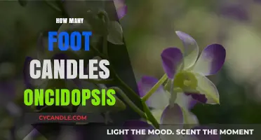 Lighting for Oncidopsis: Foot-Candles for Blooming