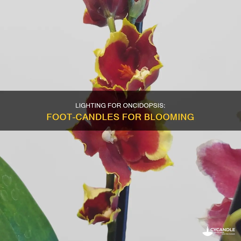 how many foot candles oncidopsis