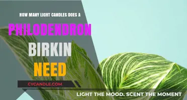 Philodendron Birkin Care: Optimal Light Requirements for Healthy Growth