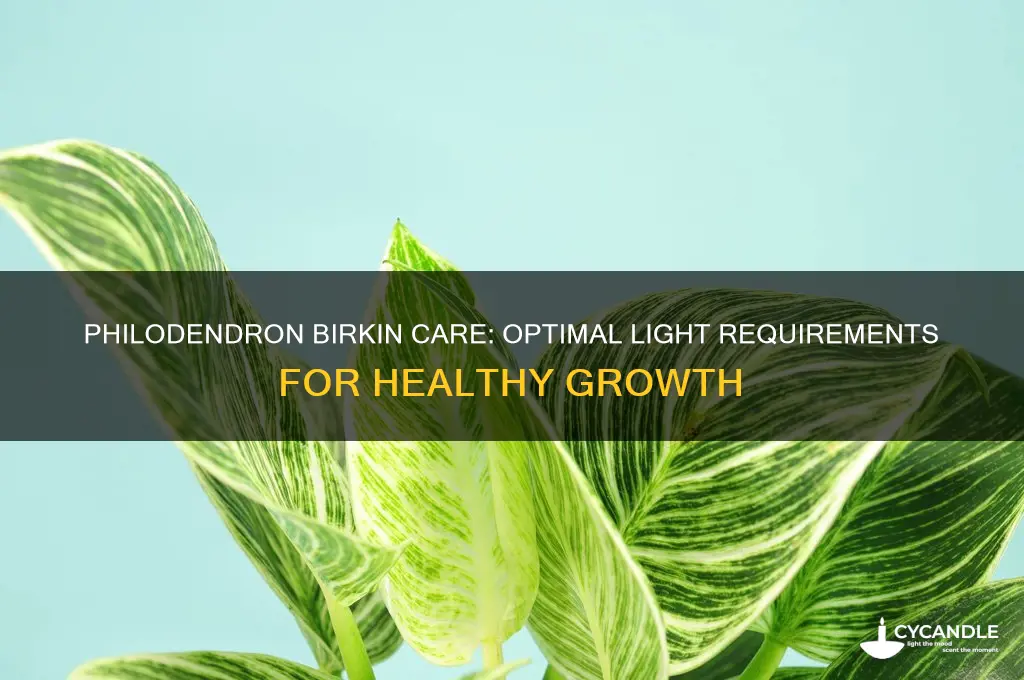 how many light candles does a philodendron birkin need