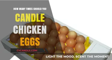 Candling Chicken Eggs: How Often?