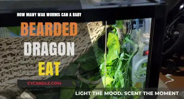 Feeding Baby Bearded Dragons: Safe Wax Worm Portions Explained