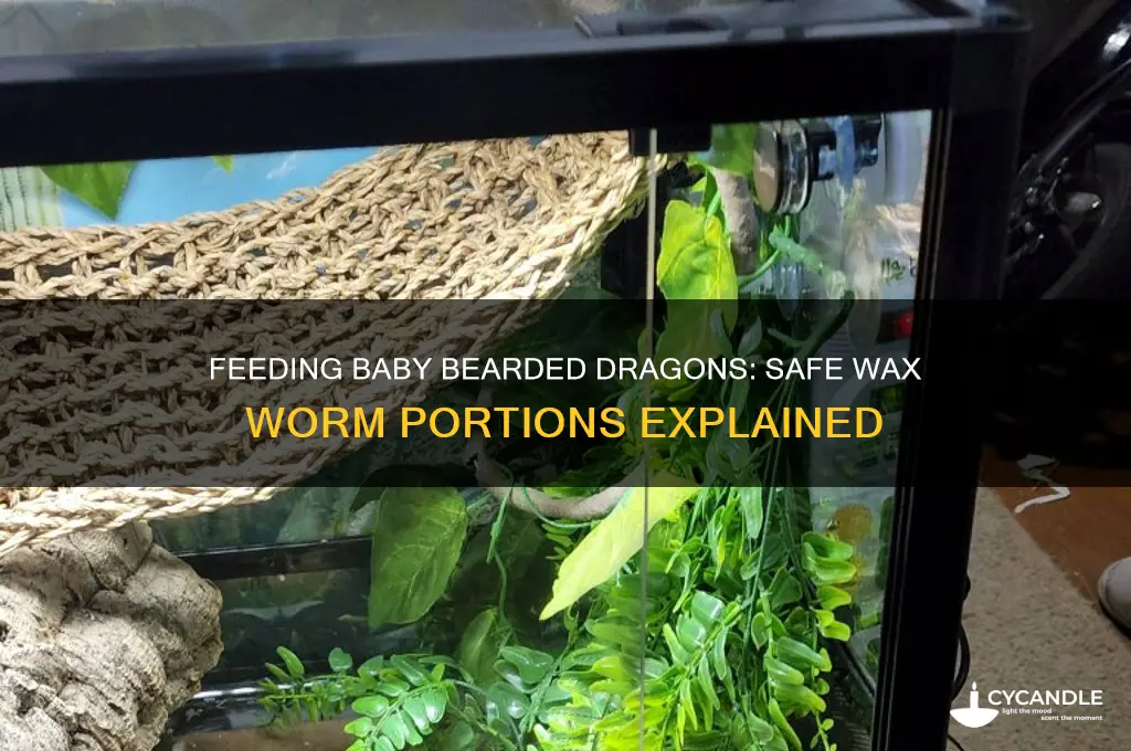 how many wax worms can a baby bearded dragon eat