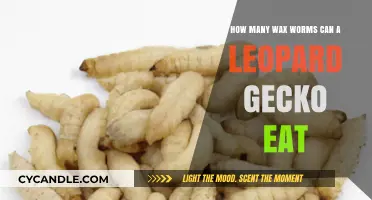 Leopard Gecko Wax Worm Diet: Safe Feeding Guidelines and Tips