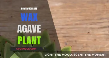 Exploring the Cost of Wax Agave Plants: A Comprehensive Guide