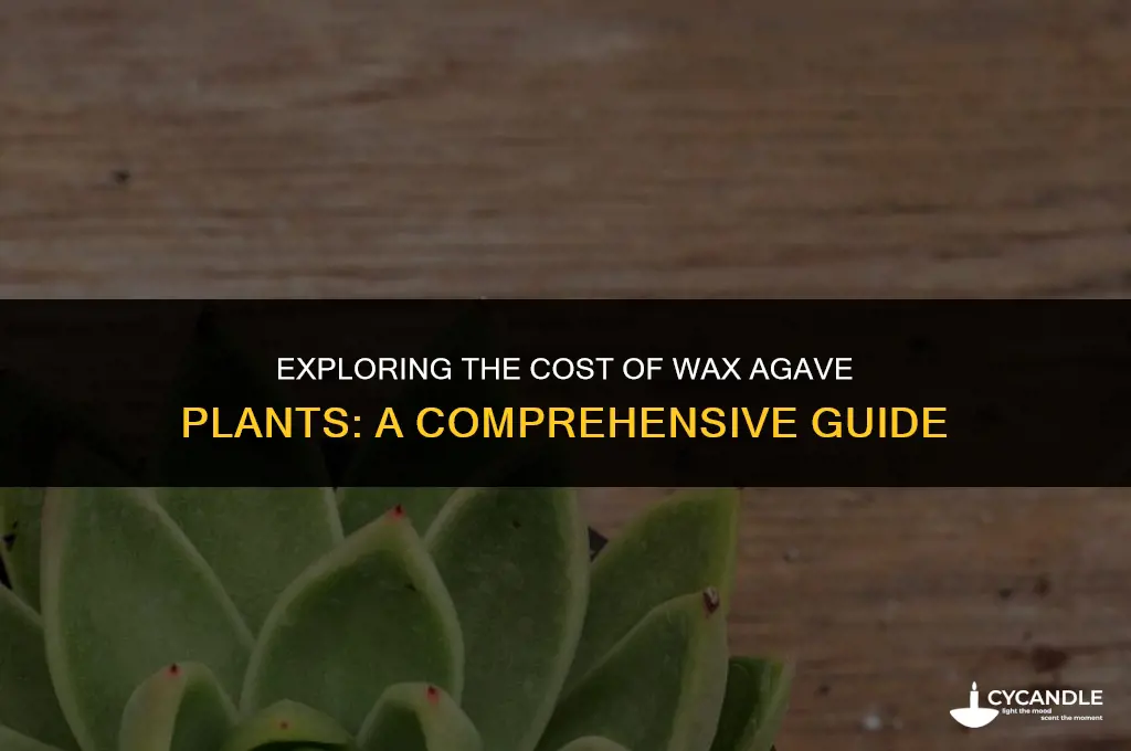 how much are wax agave plant