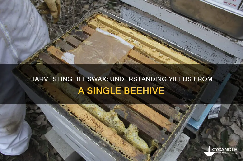 how much beeswax do you get from a hive