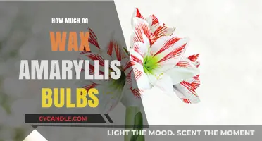 The Cost of Beauty: Pricing Wax Amaryllis Bulbs for Your Garden