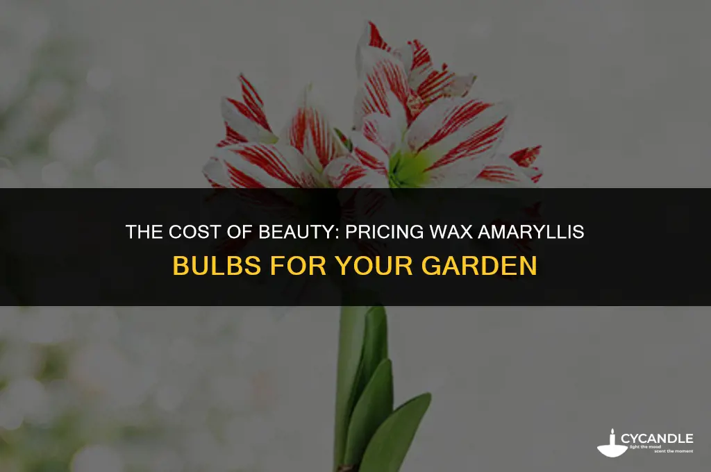 how much do wax amaryllis bulbs