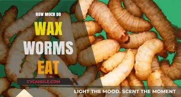 Wax Worm Appetite: How Much Do These Tiny Critters Munch?