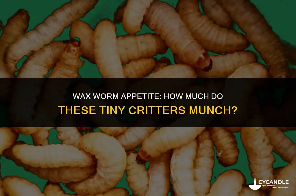 how much do wax worms eat