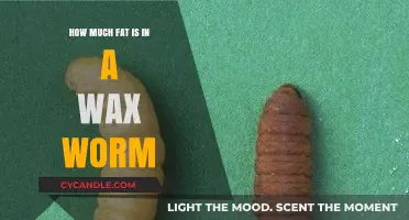 Exploring the Nutritional Content of Wax Worms: A Surprising Source of Fat?