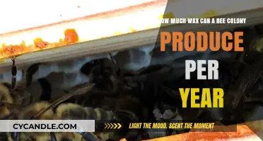 Annual Wax Production: How Much Can a Bee Colony Yield?