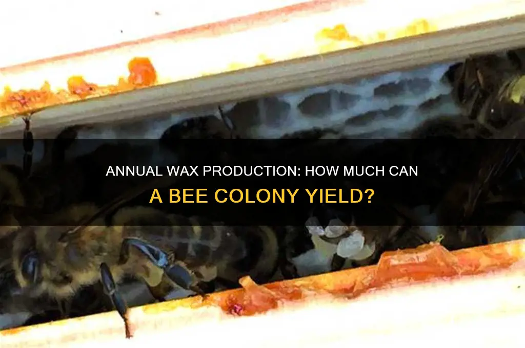 how much wax can a bee colony produce per year
