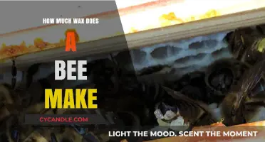 How Much Wax Does a Bee Produce: Unveiling the Surprising Facts