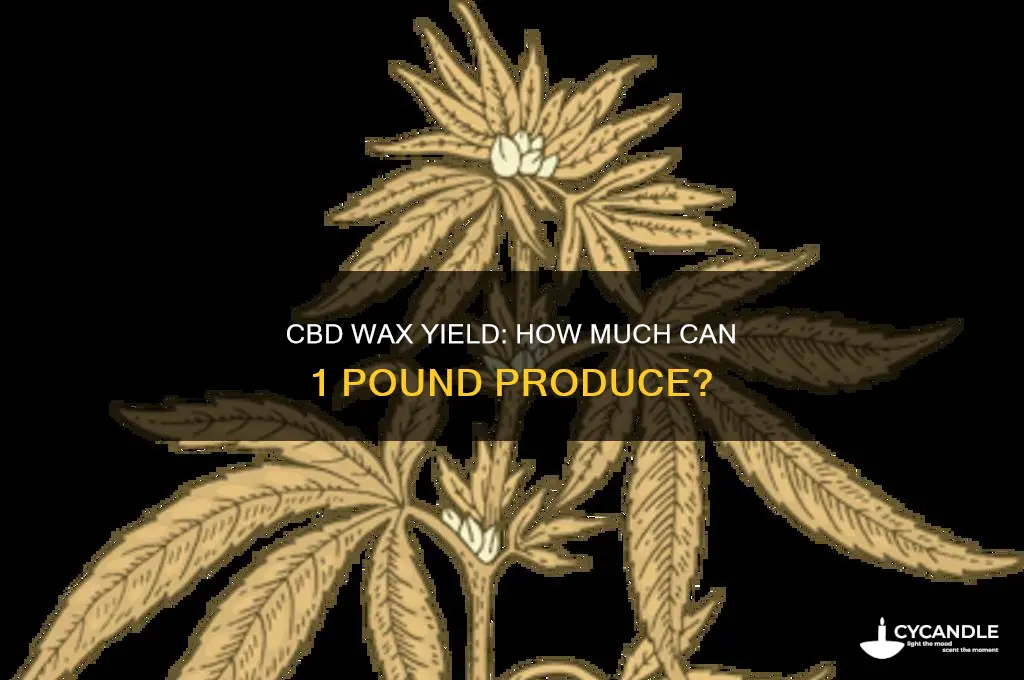 how much wax will a lb of cbd make