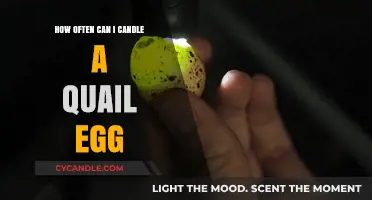 Candling Quail Eggs: Optimal Frequency for Monitoring Embryo Development