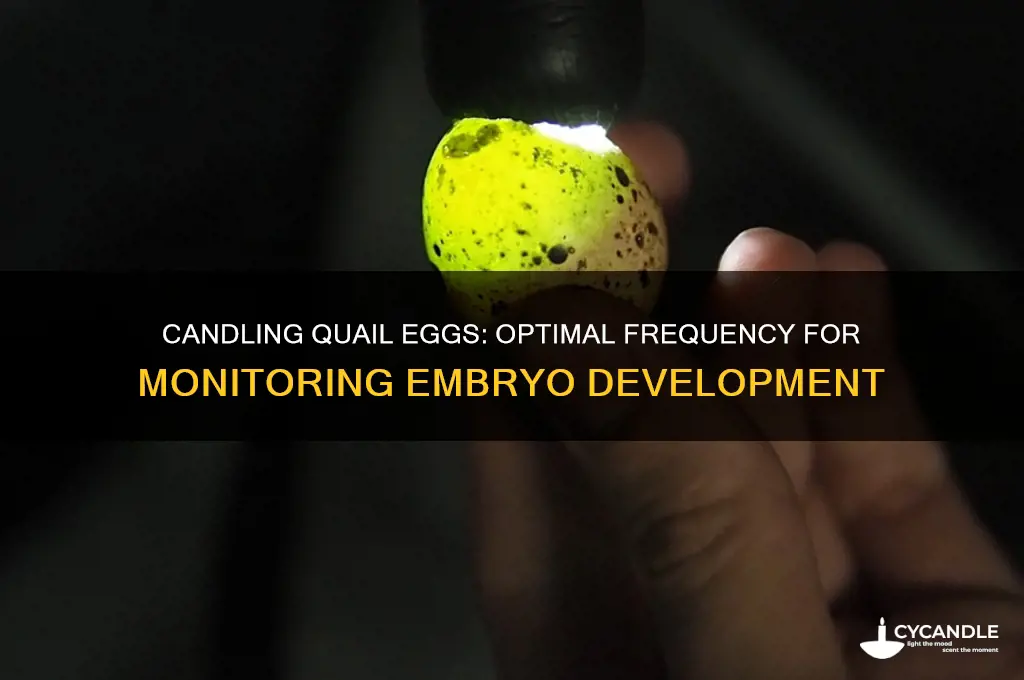 how often can i candle a quail egg