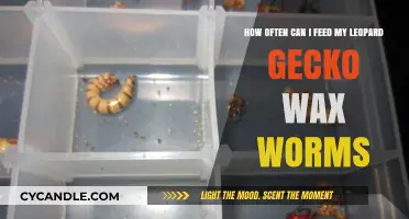 Feeding Leopard Geckos Wax Worms: Frequency and Best Practices