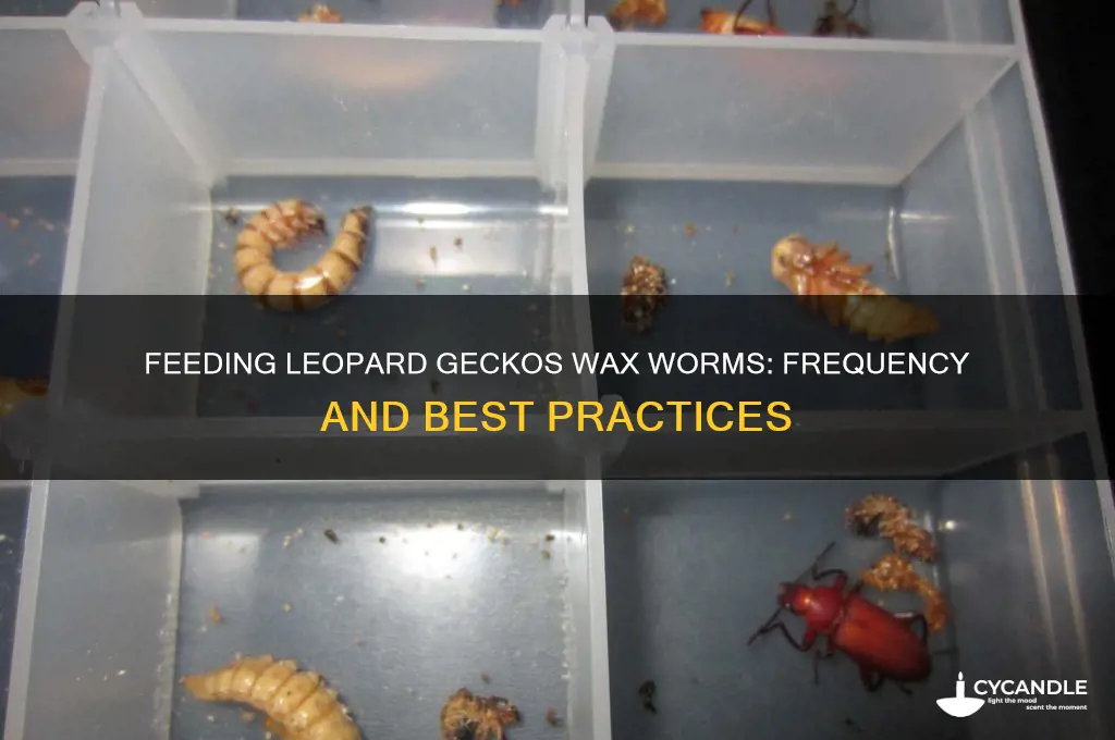 how often can i feed my leopard gecko wax worms