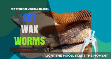 Feeding Juvenile Beardies Wax Worms: Optimal Frequency and Tips