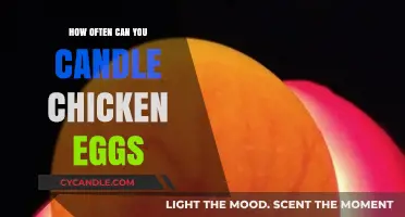 Candling Chicken Eggs: Optimal Frequency for Monitoring Embryo Development