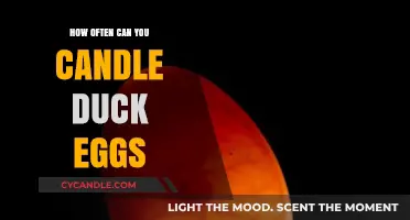 Candling Duck Eggs: Optimal Frequency for Monitoring Embryo Development