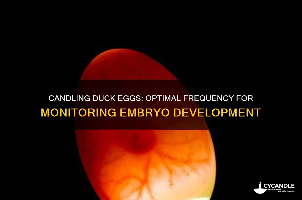 how often can you candle duck eggs