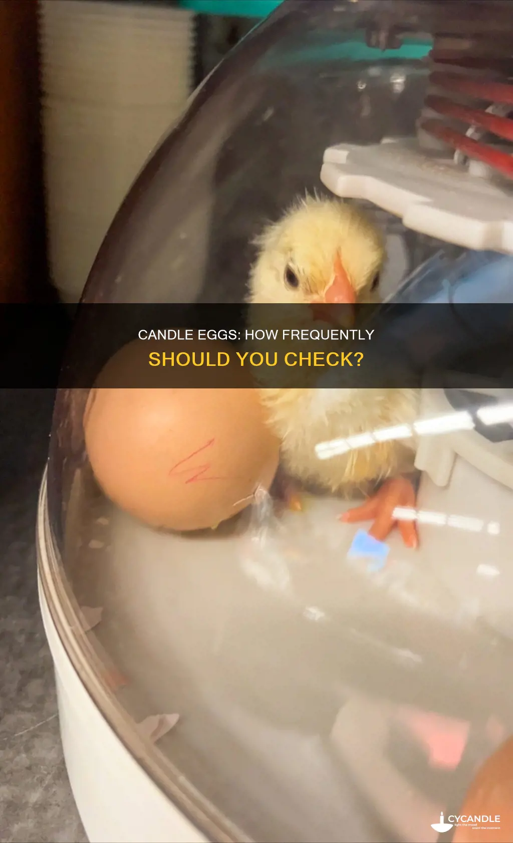 how often candle eggs