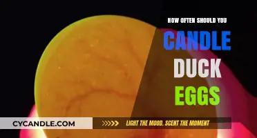 Candling Duck Eggs: How Frequently Should You Do It?
