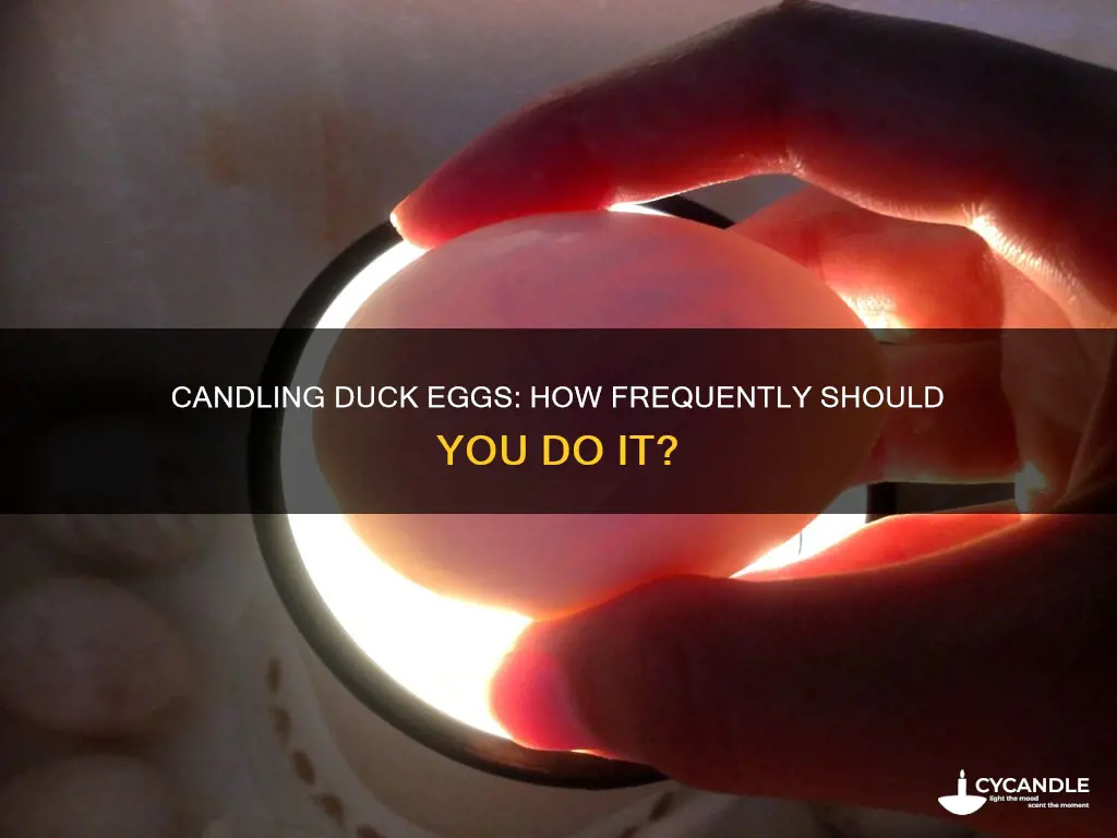 how often should you candle duck eggs