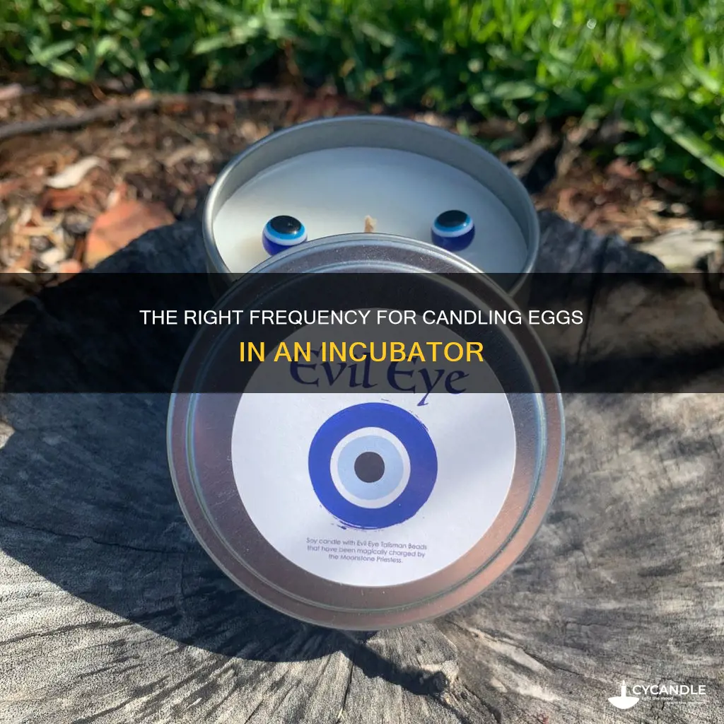 how often should you candle eggs in incubator