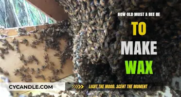 Bee Age and Wax Production: Unveiling the Surprising Timeline