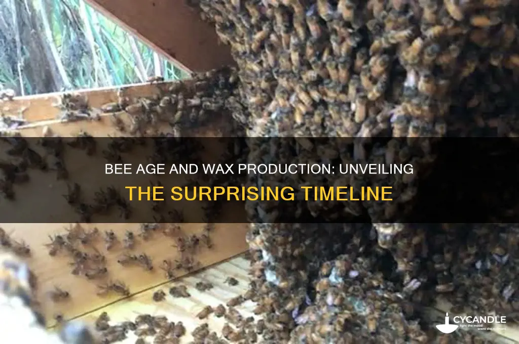 how old must a bee be to make wax