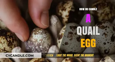The Art of Candling Quail Eggs: A Beginner's Guide