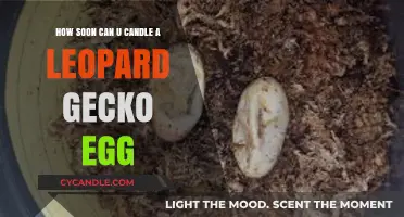 Candling Leopard Gecko Eggs: Timing and Techniques for Success
