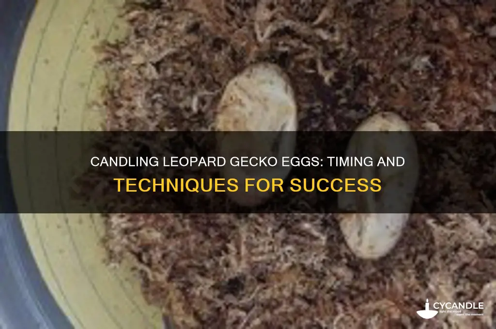 how soon can u candle a leopard gecko egg