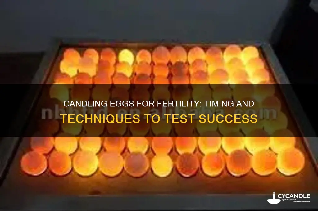 how soon can you candle an egg for fertil test