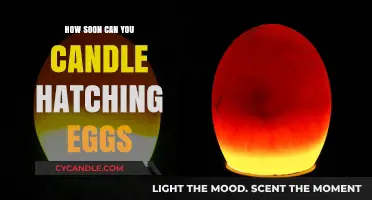 Candling Hatching Eggs: Timing Tips for Monitoring Embryo Development