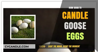 Candling Goose Eggs: The Perfect Timing