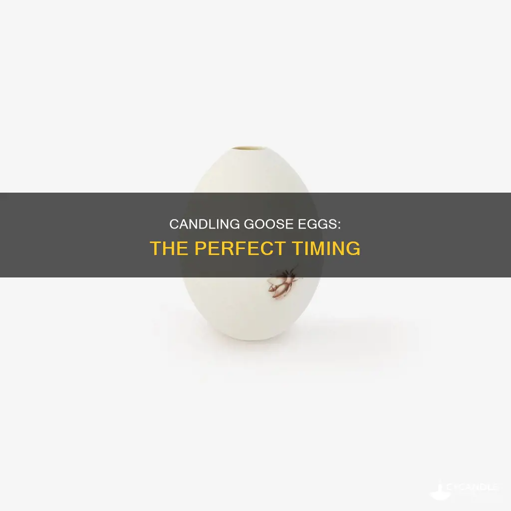 how soon to candle goose eggs