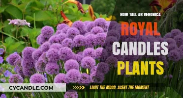Growing Tall: Veronica Royal Candles Plant Height Guide