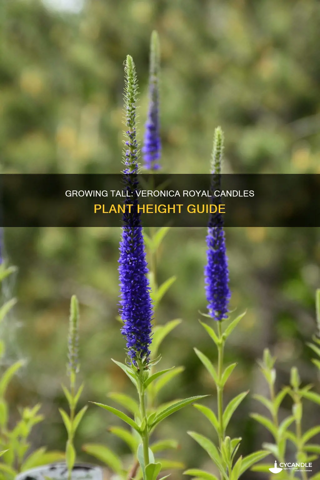 how tall ar veronica royal candles plants