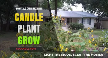 Discover the Impressive Height of Brazilian Candle Plants