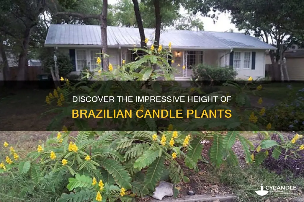 how tall can brazilian candle plant grow