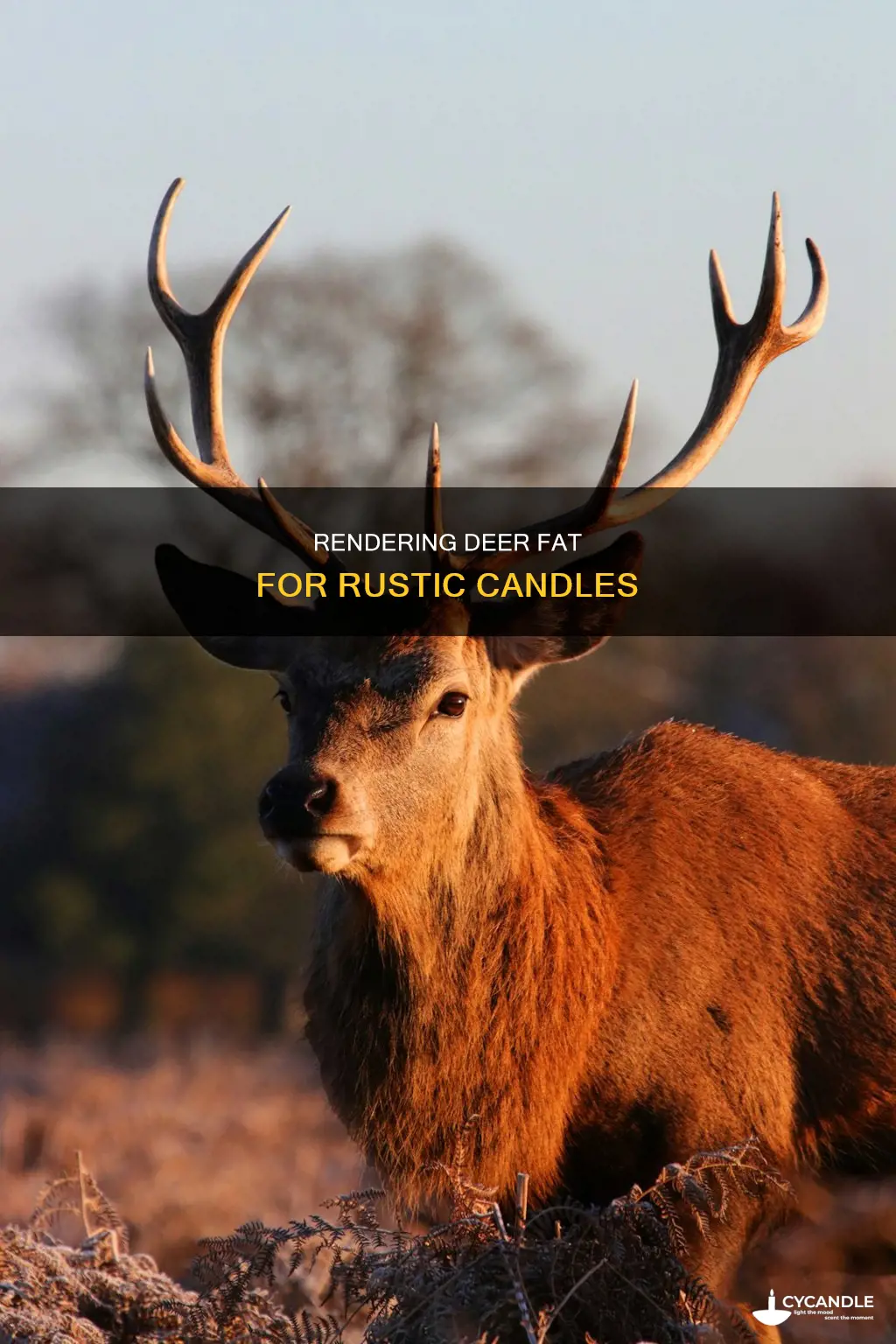 how te render deer fat for candles