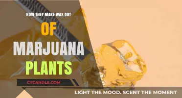 From Cannabis to Wax: The Extraction Process Explained